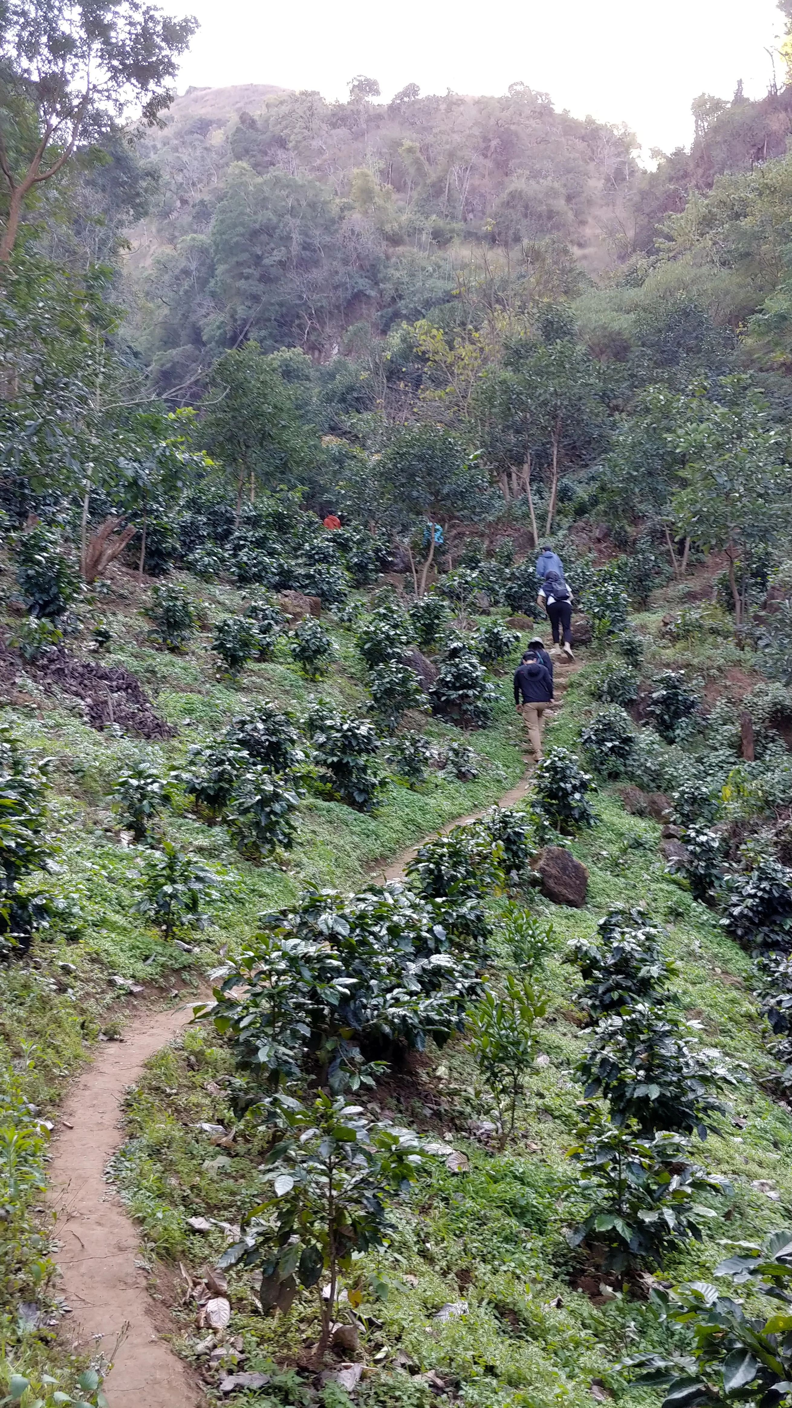 Myanmar - Ta Ngo Village Lot #84 | Catuai - Washed - Archived - 340g - Image 6