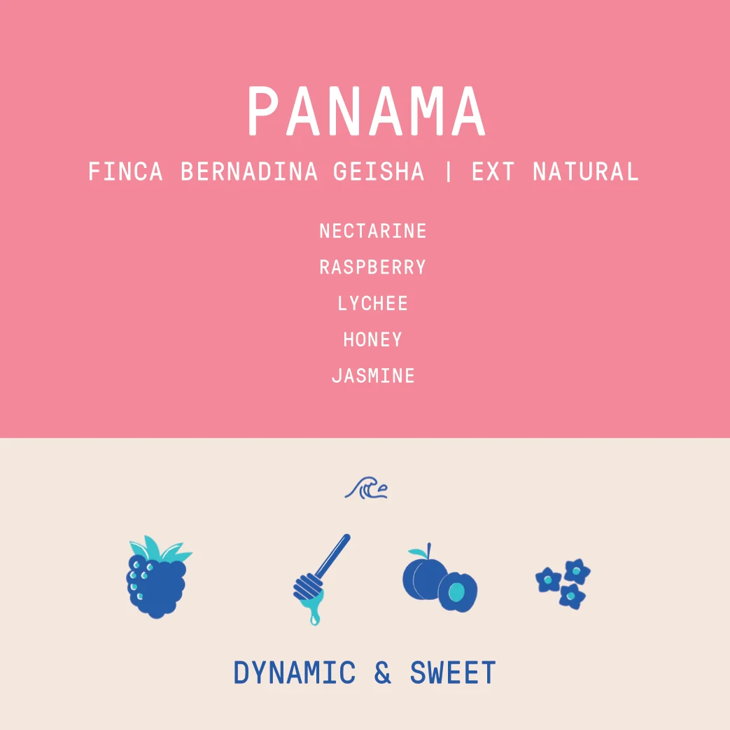 Panama - Finca Bernardina Geisha Lot 1555 | Natural Extended Fermentation- 100g - Archived - Image 2