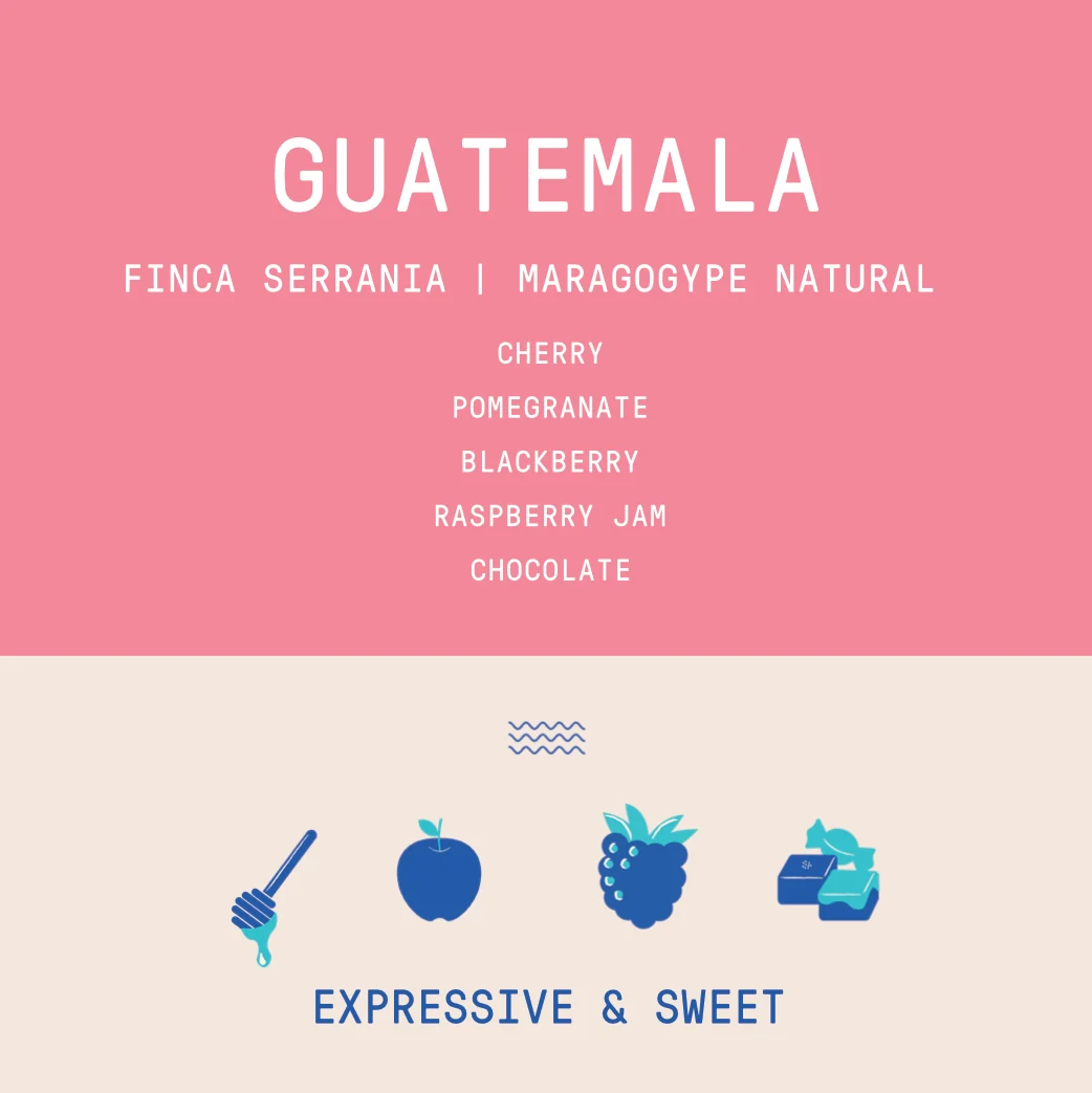 Guatemala - La Serrania Maragogype | Natural - Archived - 200g - Image 2