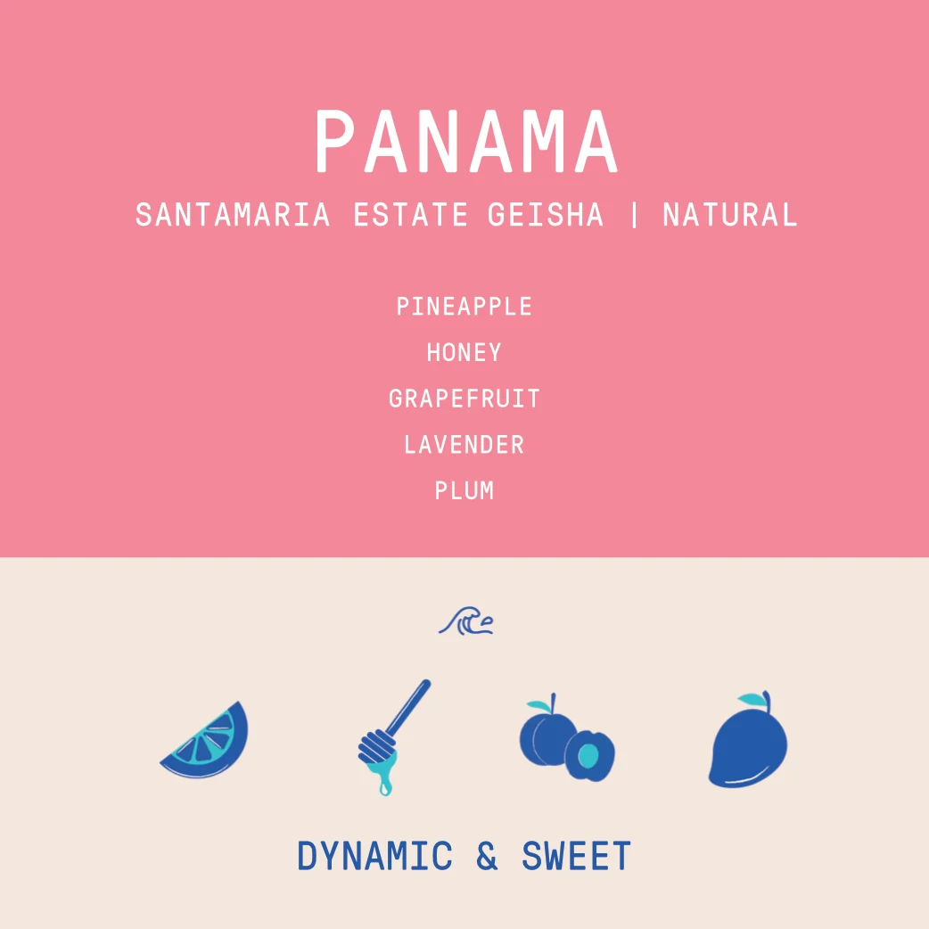 Panama - Santamaria Estate Geisha | Natural - 100g - Archived - Image 2