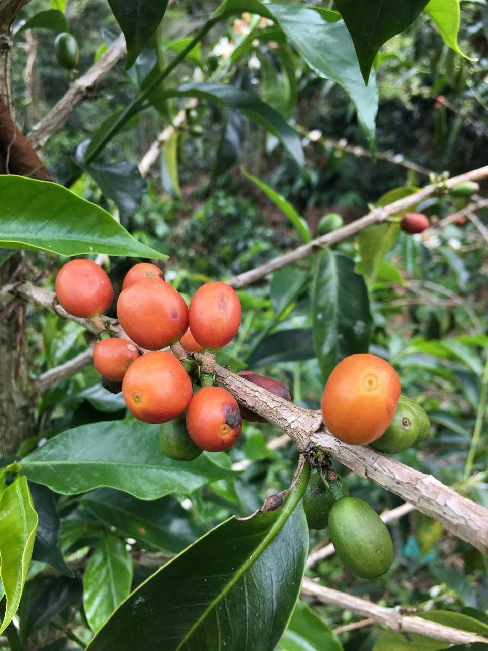 Colombia - La Soledad | Orange Bourbon Fermented Washed 2025 - Archived - 250g - Image 4