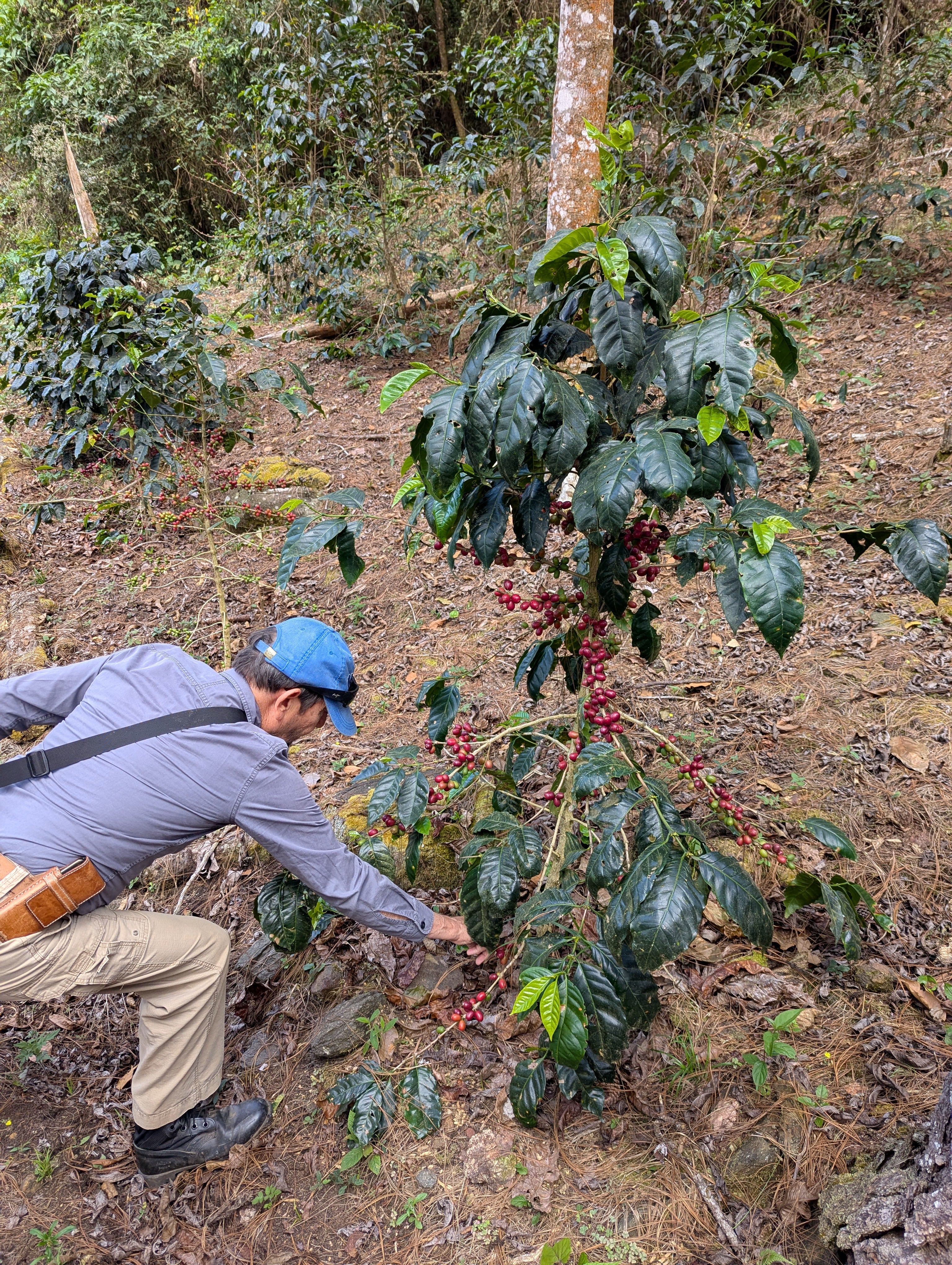 Guatemala - La Serrania Maragogype | Natural - Archived - 200g - Image 3