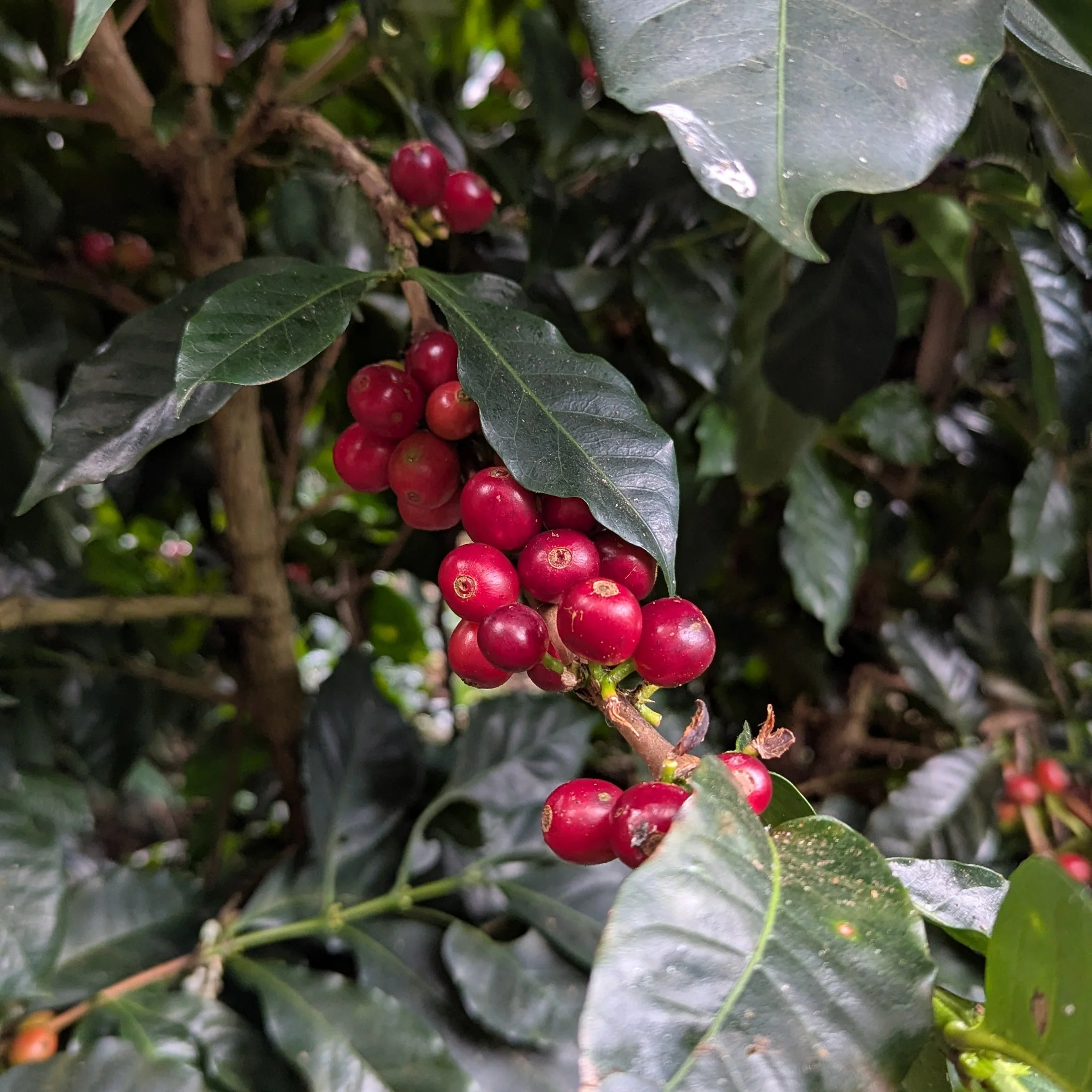 Cascara Dried Coffee Cherry - Peru - 400g - Image 4