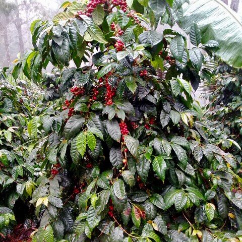 Guatemala - Finca La Serranía | Kimono Natural - 200g - Archived - Image 3