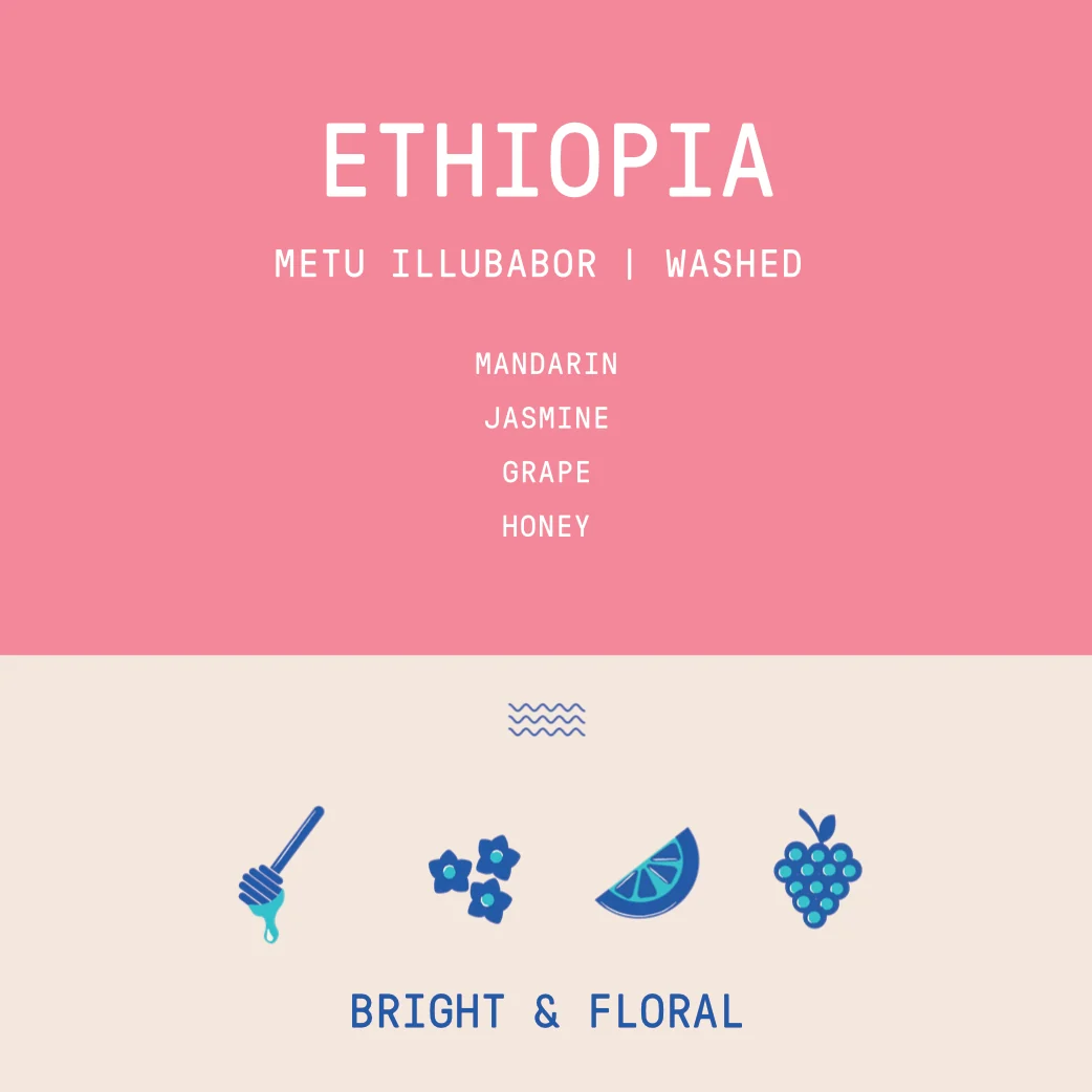 Ethiopia - Metu Illubabor | Washed - Archived - 1 KG - Image 2