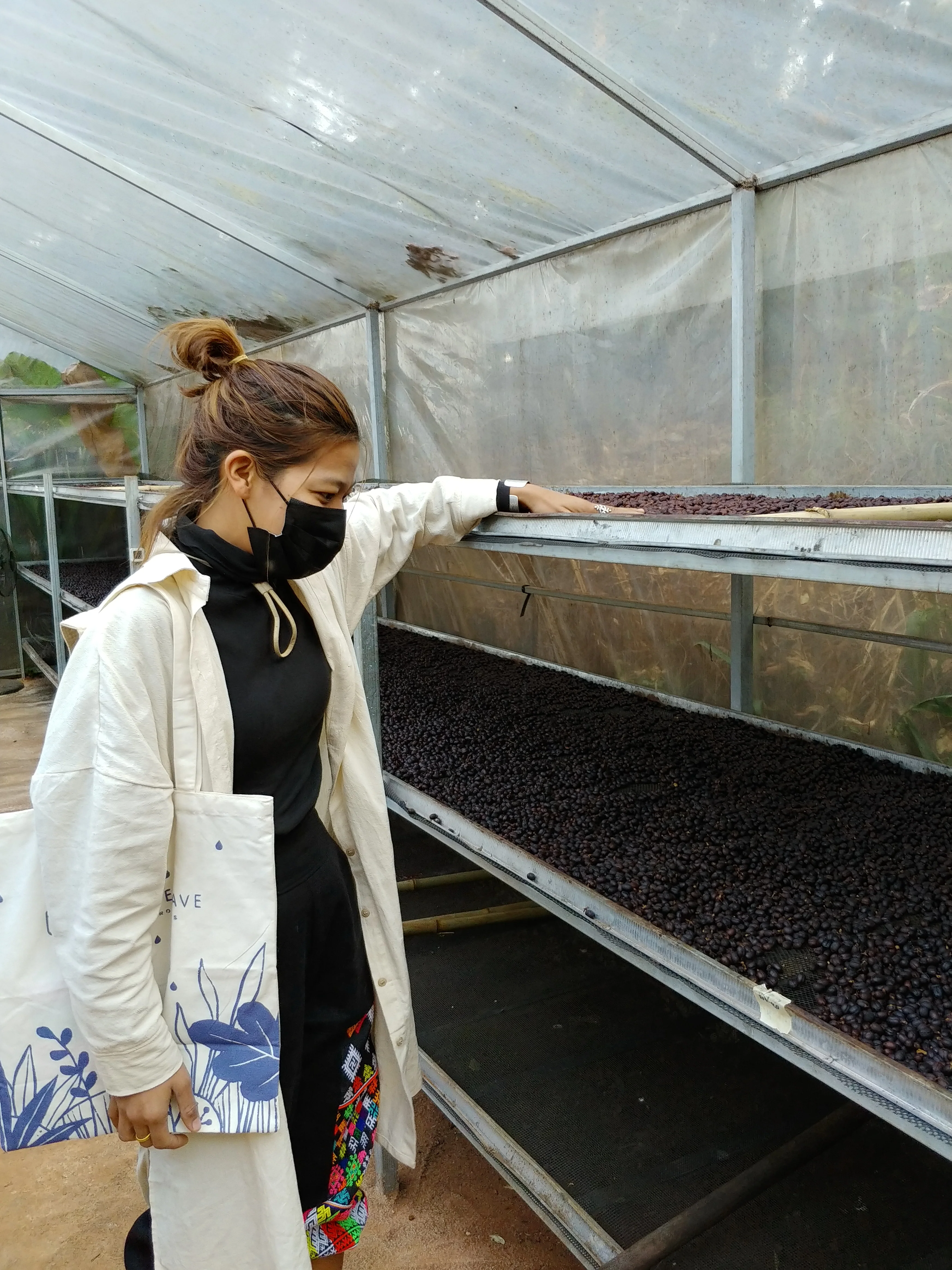 Thailand - Ma Family | Pichia Anaerobic Natural - 23 bag Nano Lot - 100g - Archived - Image 4