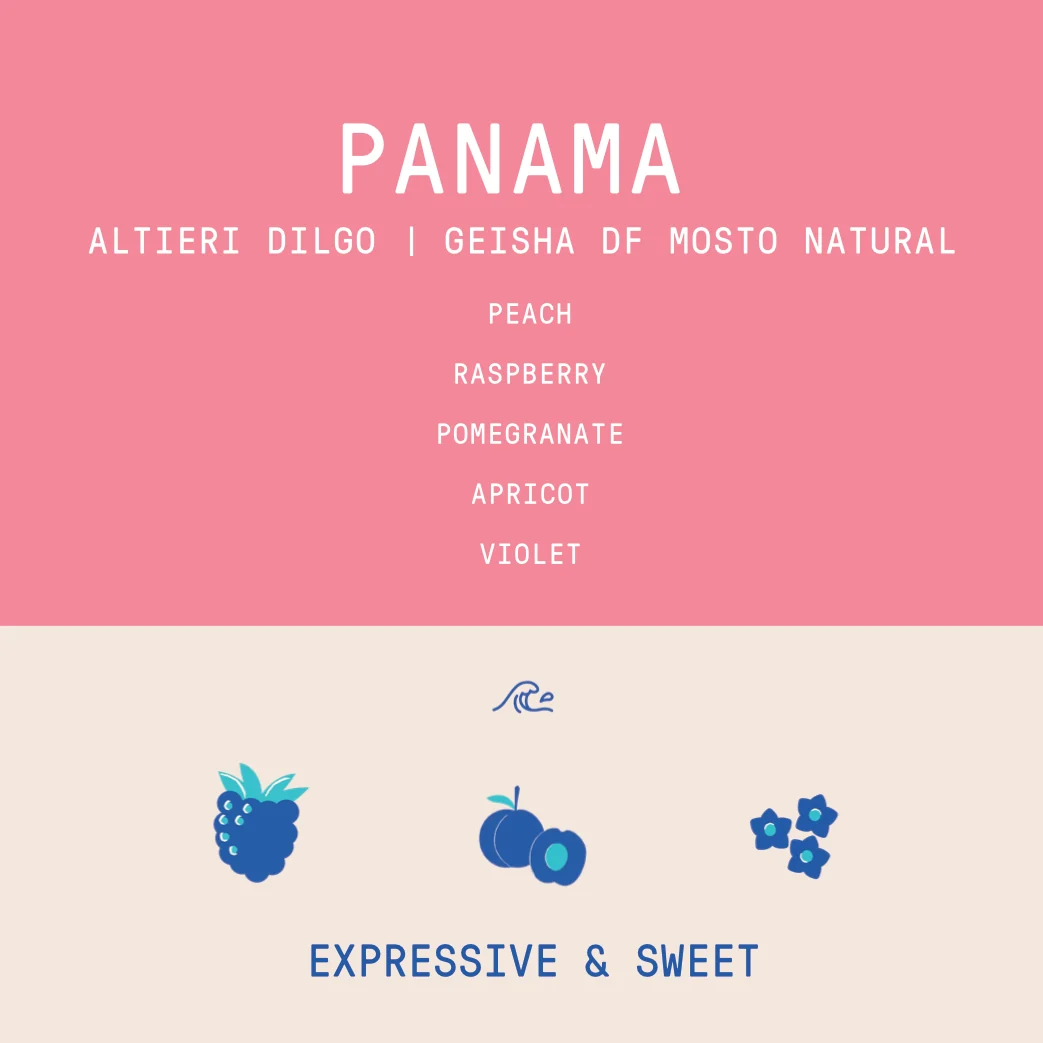 Panama - Altieri Dilgo Geisha | Dry Fermentation Mosto Natural - 100g - Archived - Image 2