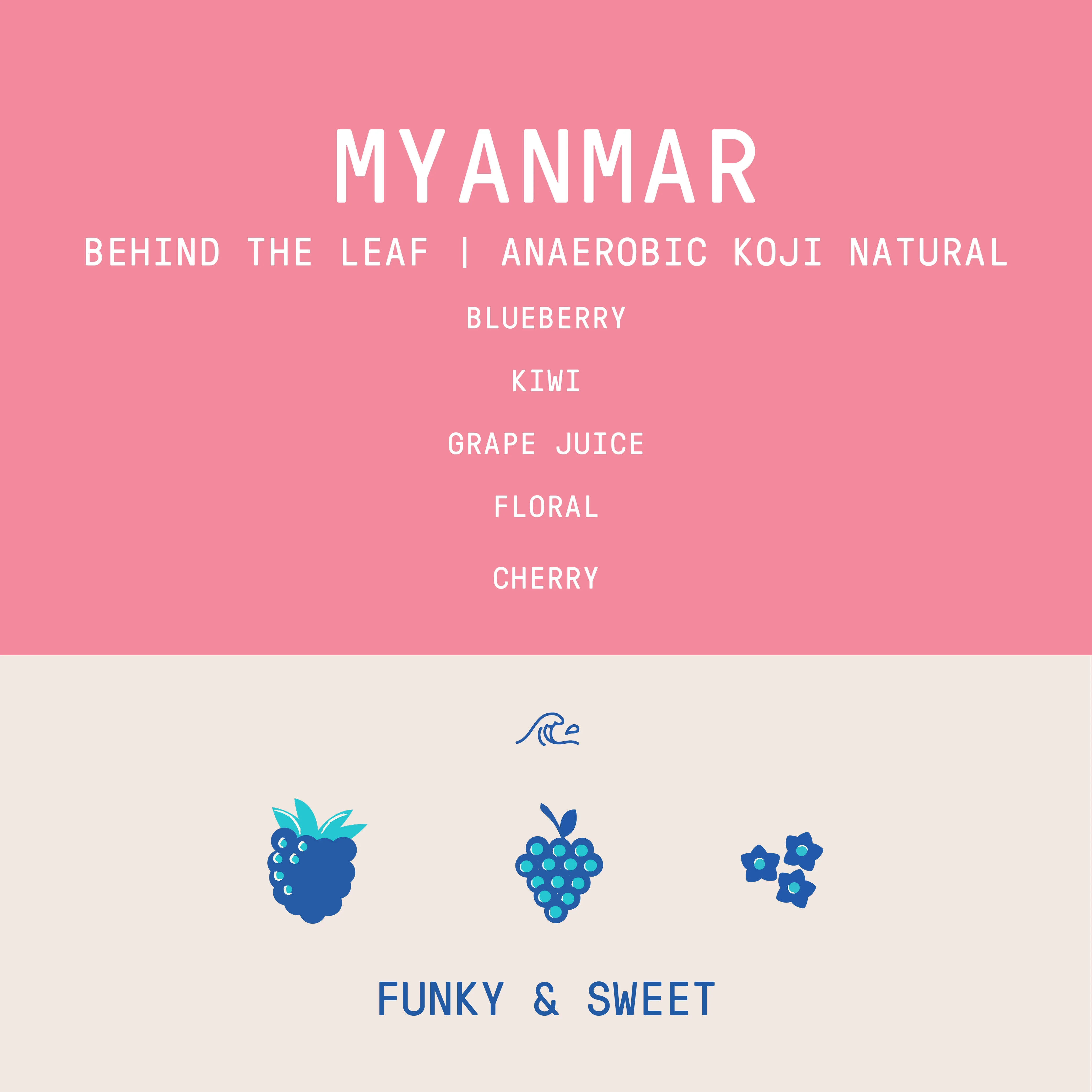 Myanmar - Behind The Leaf | Syrina - Anaerobic Koji Natural - Archived - 1 KG - Image 2