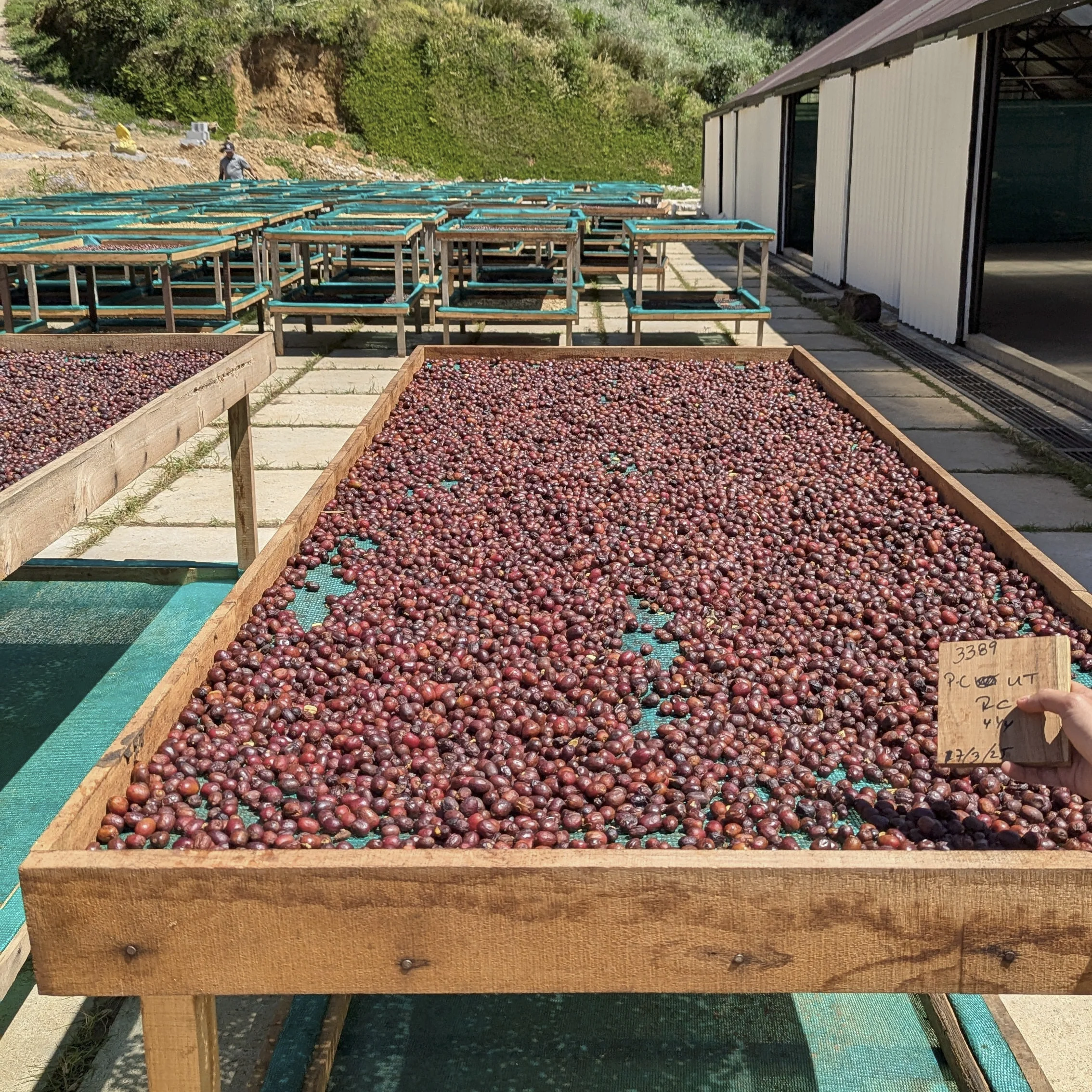 Panama - Silvia Marina Lot 3121-T2 | Geisha Washed - 100g - Archived - Image 7