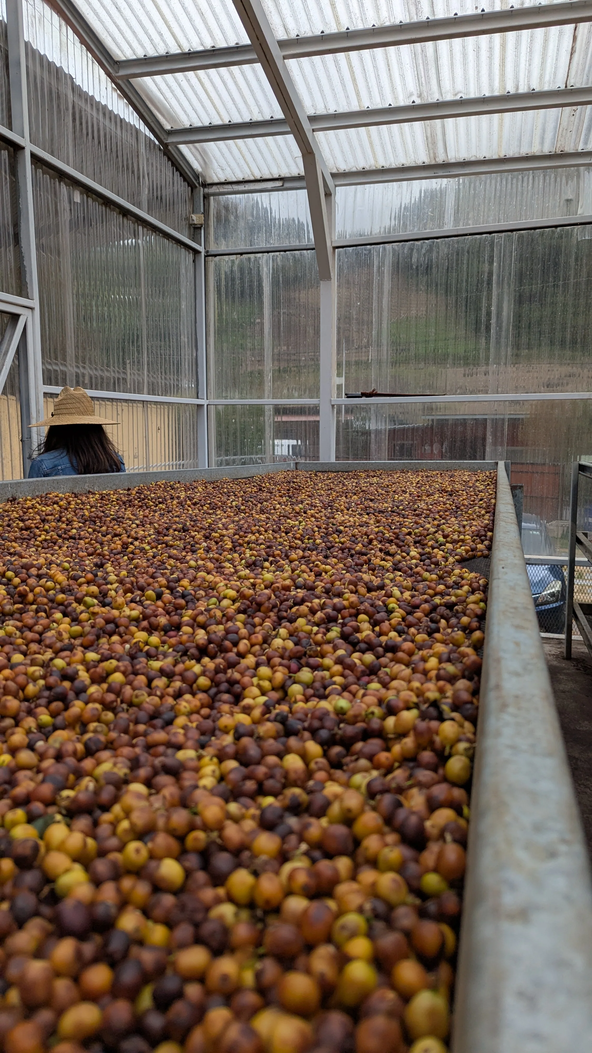 Panama - Bambito Estate Red Bourbon | Natural - Archived - 200g - Image 4