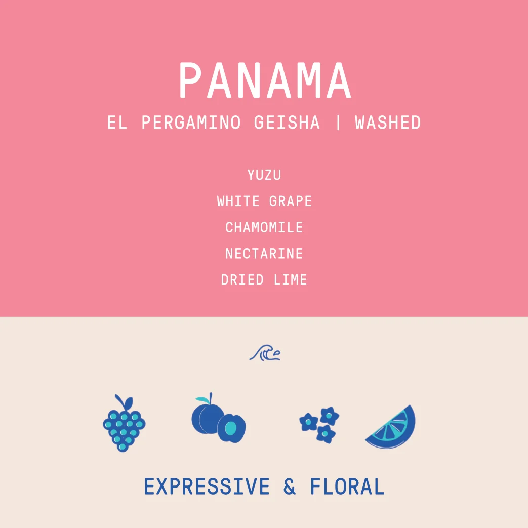 Panama - El Pergamino Geisha | Washed - 100g - Archived - Image 2