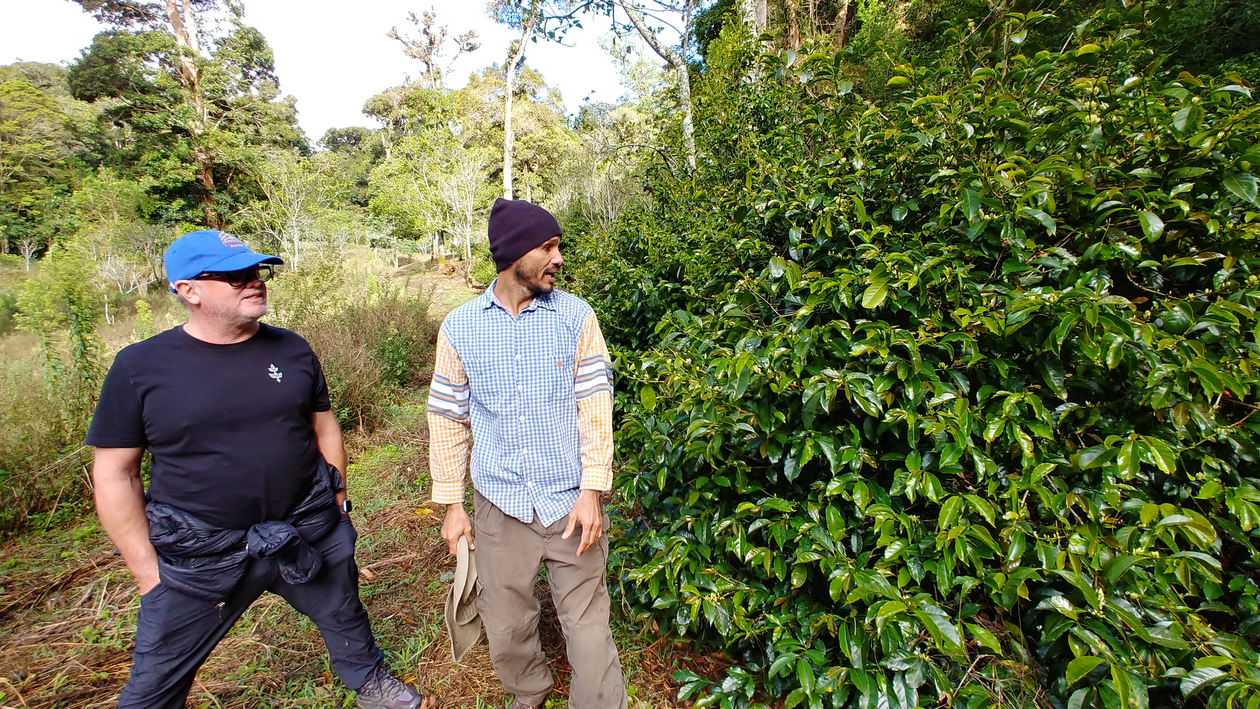 Panama - Finca Jurutungo Gesha | Lot 415 Honey - 100g - Archived - Image 5