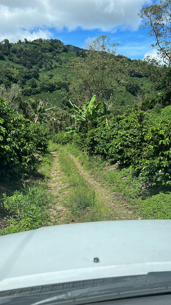 Costa Rica - Ivan Solis - Vara Blanca | Raisin Honey - Archived - 1 KG - Image 4