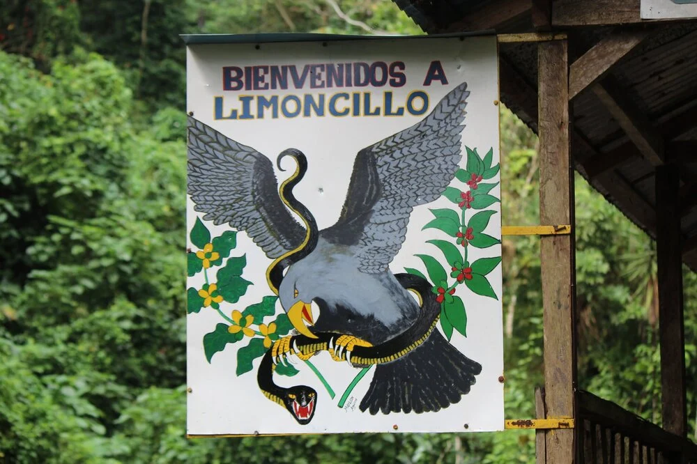 Nicaragua - El Limoncillo Fincas Mierisch | Yellow Pacamara Natural - 150g - Archived - Image 2