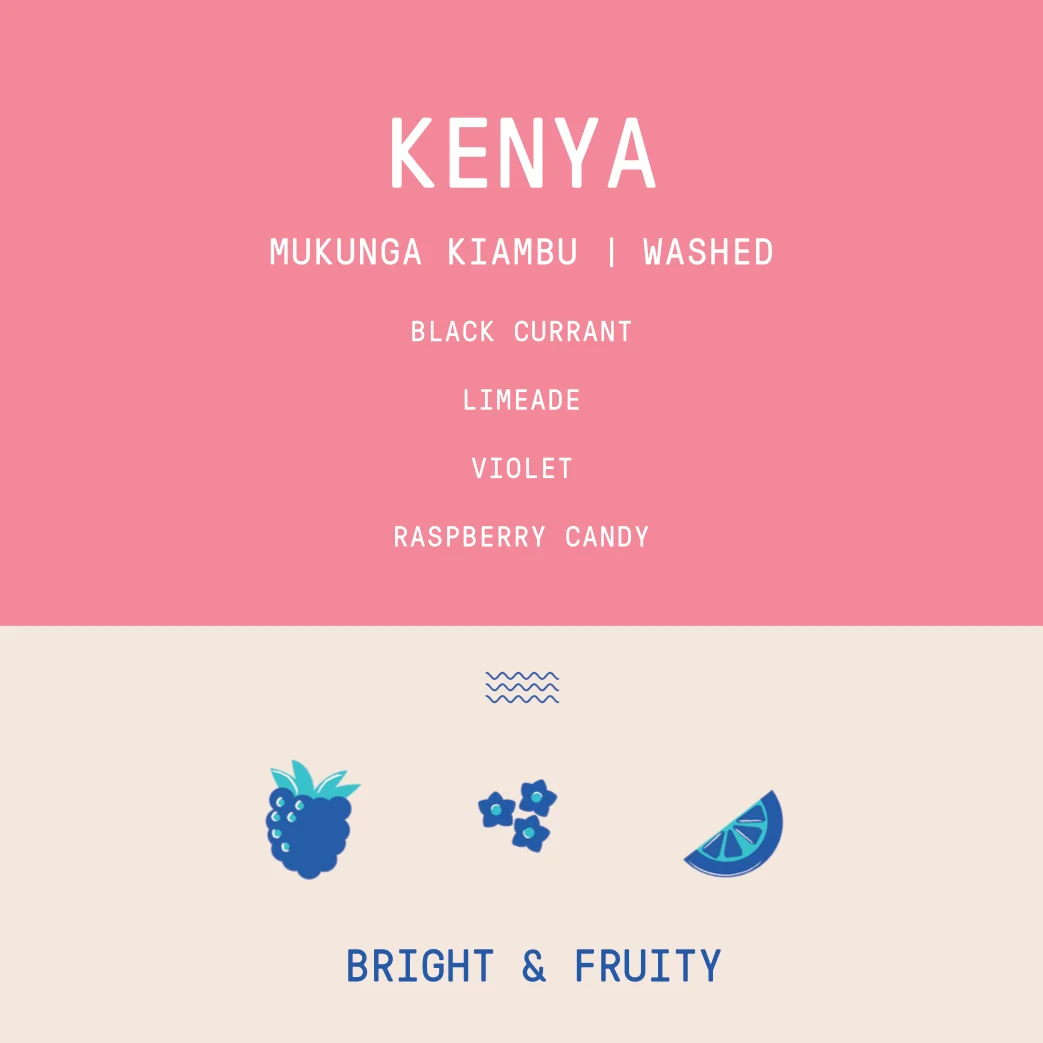 Kenya - Mukunga Kiambu | Washed - Archived - 2.5 KG - Image 2