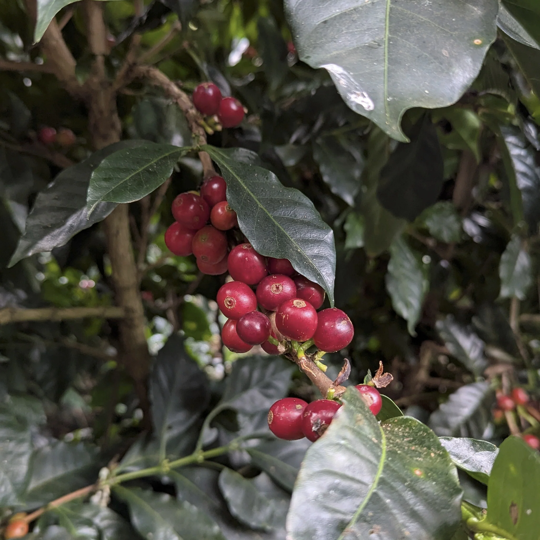 Costa Rica - Finca VOO Red Catuai | Ply Process Cold Fermentation Honey - Archived - 250g - Image 5