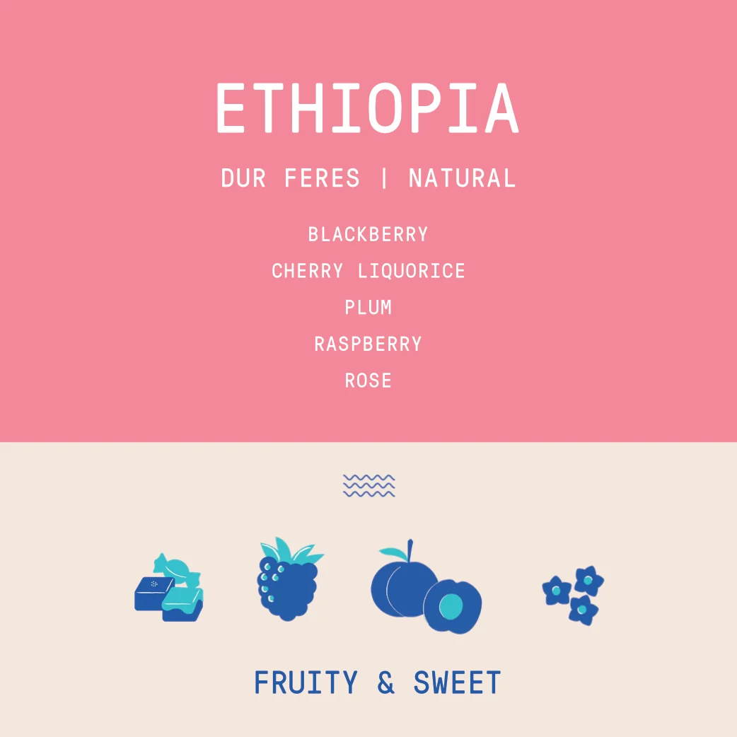 Ethiopia - Dur Feres Sidama | Natural - Archived - 2.5 KG - Image 2