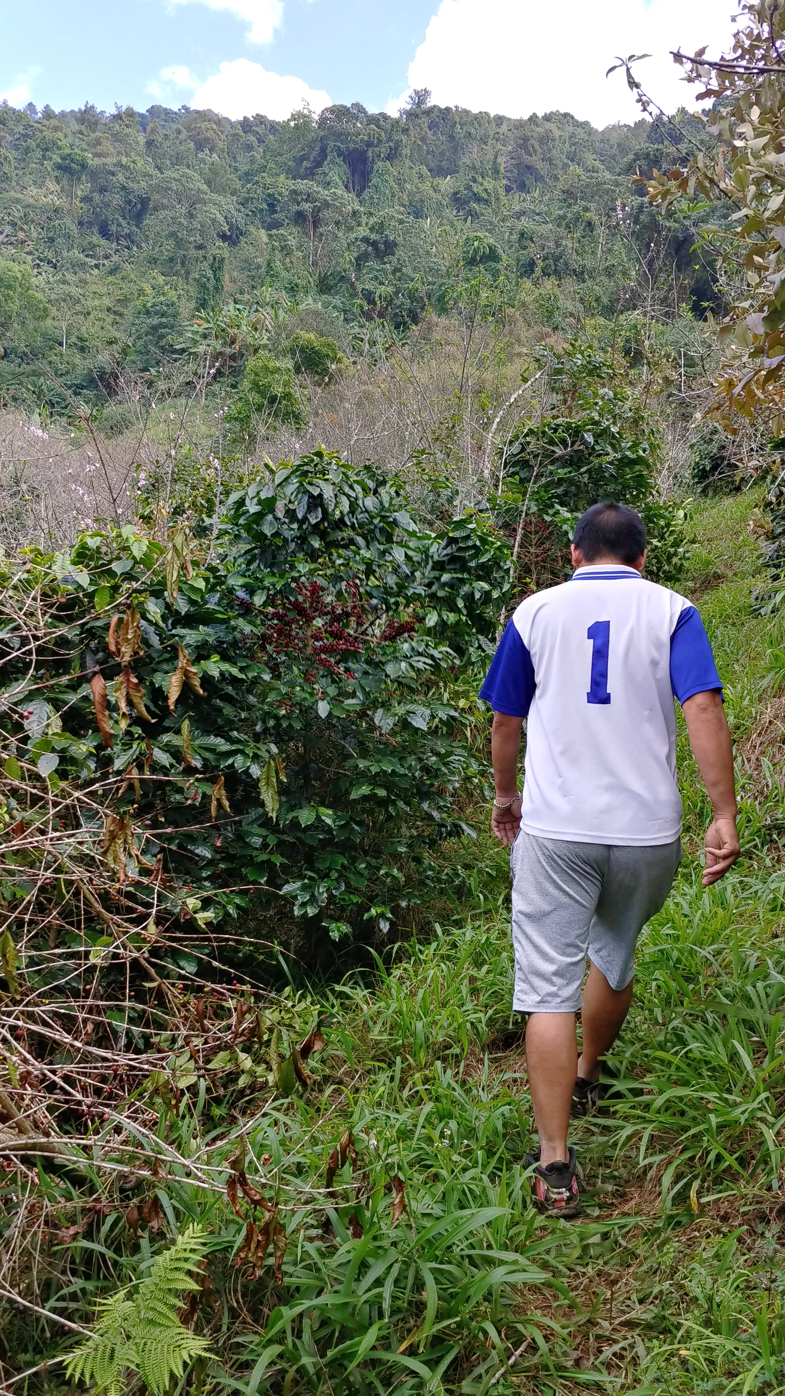 Thailand - Karen Farm | Natural - Archived - 250g - Image 3