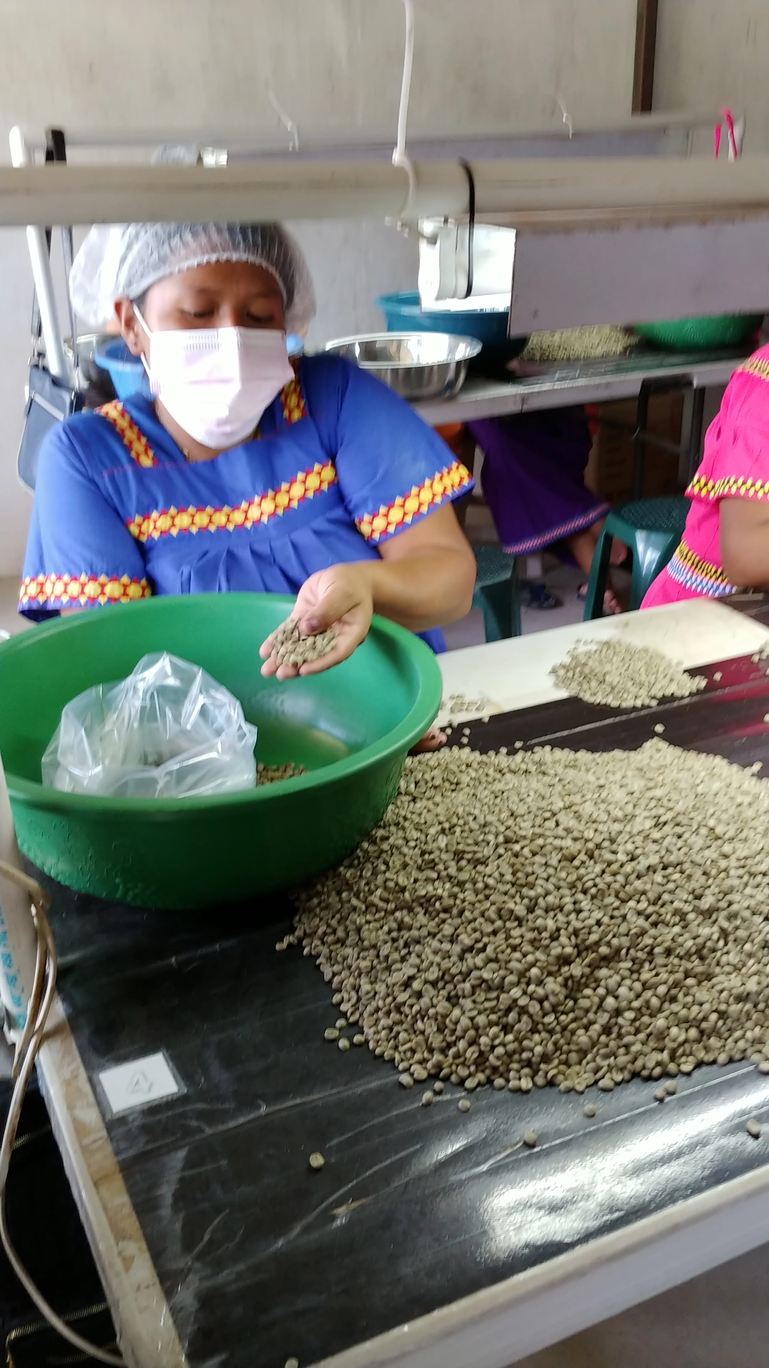 Panama - Boquete | Washed - Archived - 40g SAMPLE - Image 4