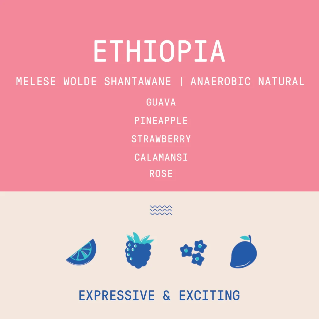 Ethiopia - Melese Wolde Shantawane | Anaerobic Natural - Archived - 1 KG - Image 4