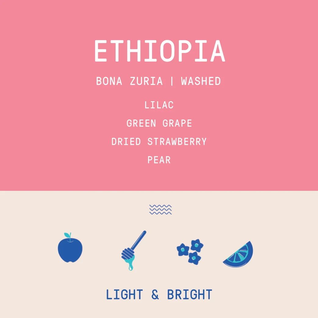 Ethiopia - Bona Zuria Washed - Archived - 40g SAMPLE - Image 2
