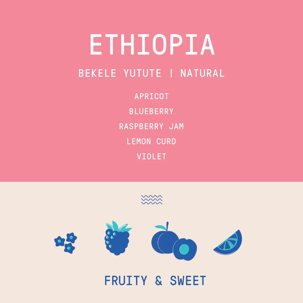 Ethiopia - Bekele Yutute | Natural - Archived - 40g SAMPLE - Image 2