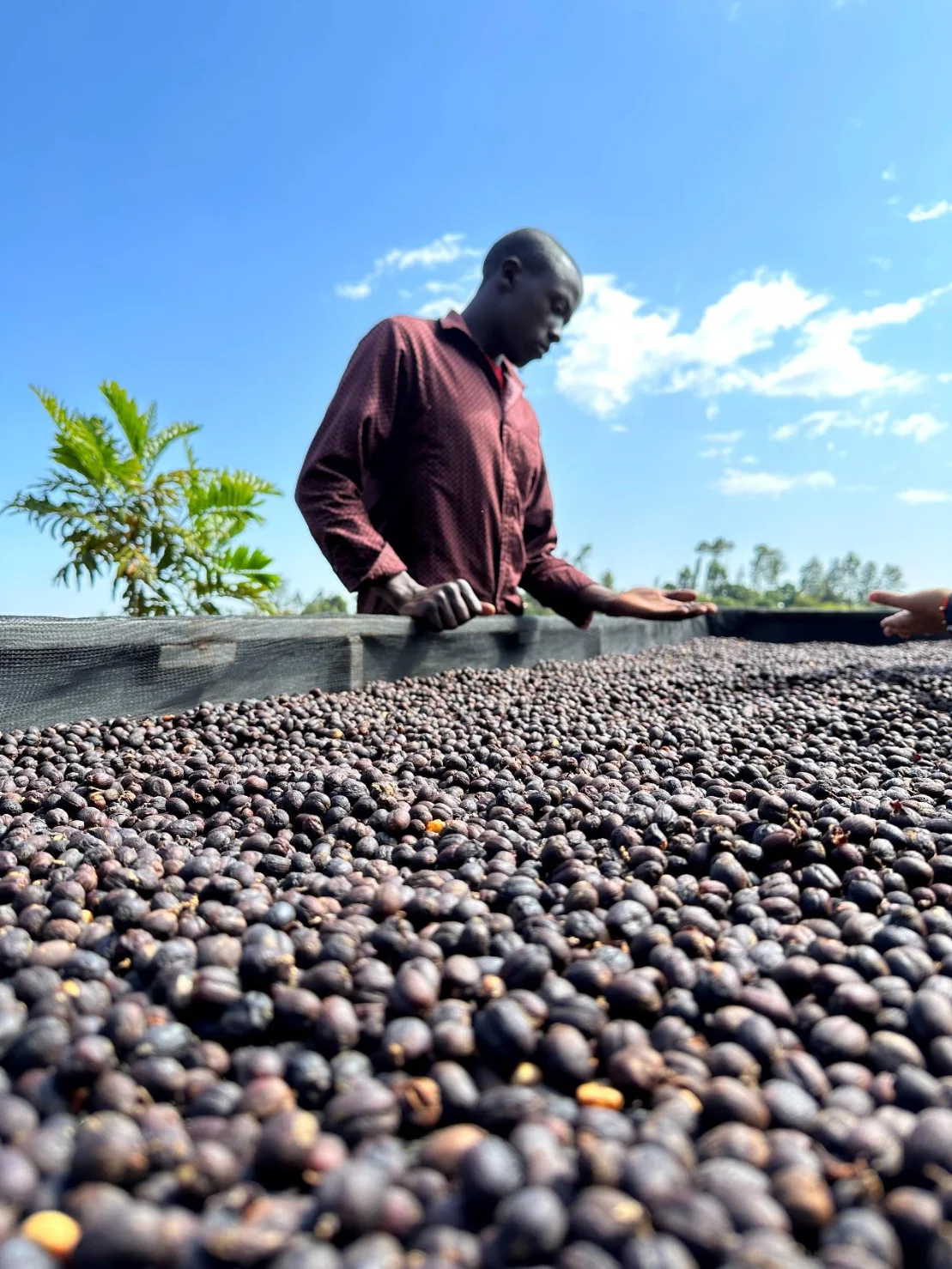 Kenya - Maganjo | Washed - Archived - 2.5 KG - Image 3
