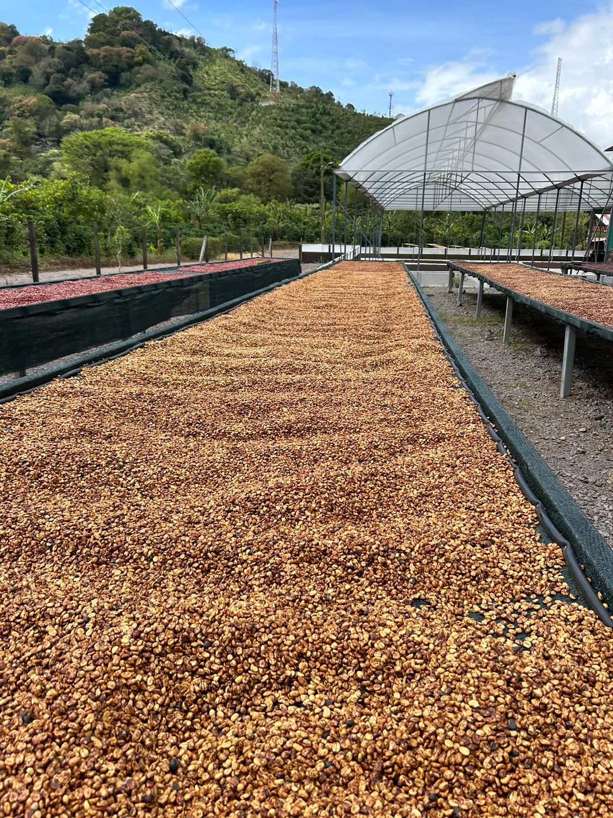 Costa Rica - Ivan Solis - Vara Blanca | Raisin Honey - Archived - 1 KG - Image 3