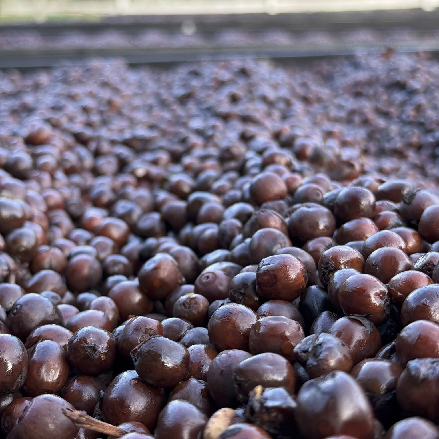 Costa Rica - Finca VOO Red Catuai | Ply Process Cold Fermentation Honey - Archived - 250g - Image 3