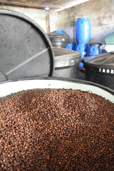 Colombia - Las Flores | Sidra Thermal Shock Yeast Anaerobic Natural - Archived - Image 6