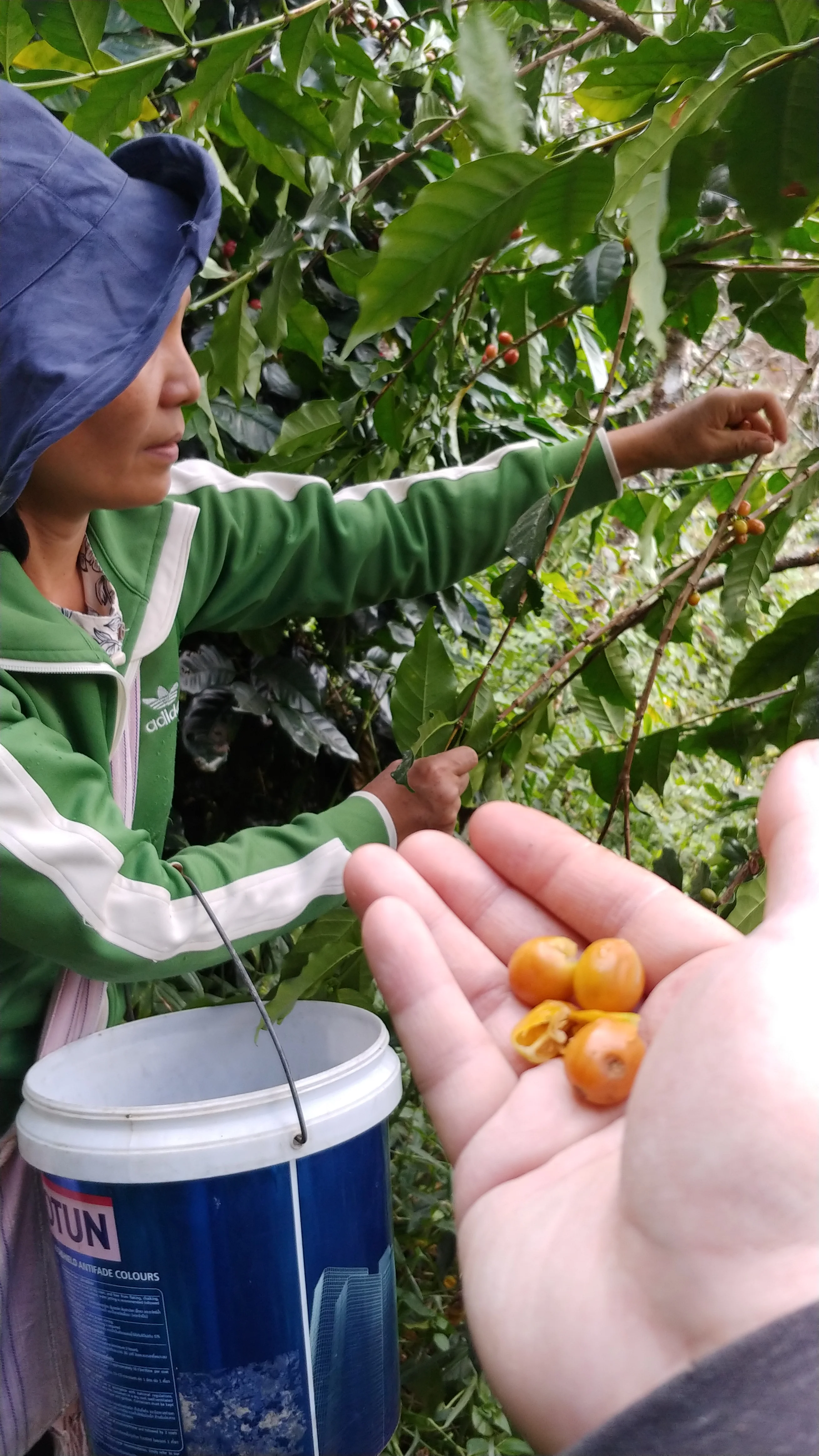 Thailand - Karen Farm | Natural - Archived - 250g - Image 6