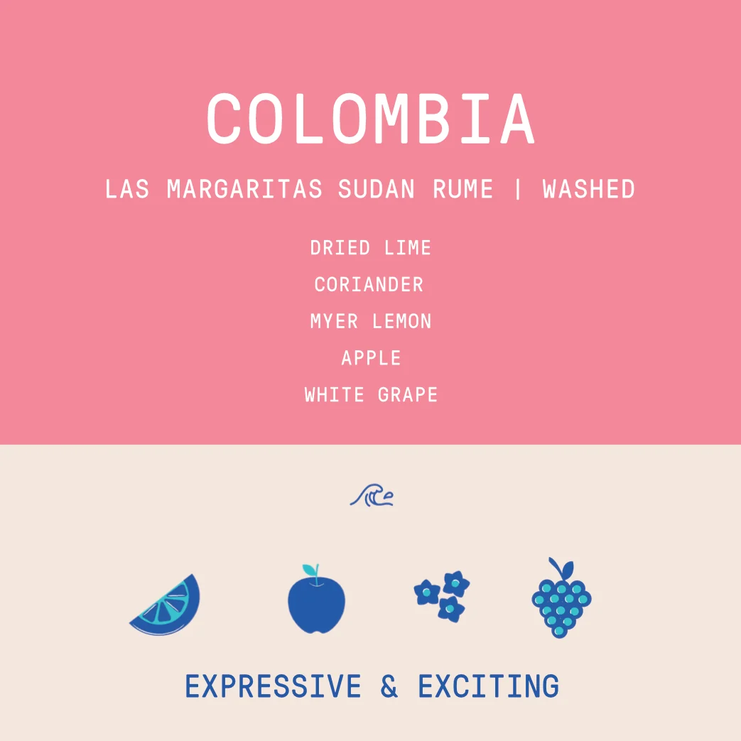 Colombia - Las Margaritas Sudan Rume | Washed 100g - Archived - Image 2