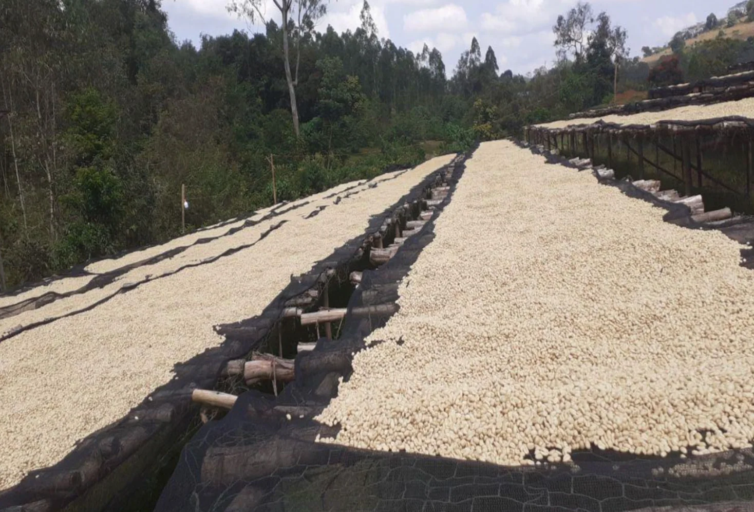 Ethiopia - Metu Illubabor | Washed - Archived - 1 KG - Image 3
