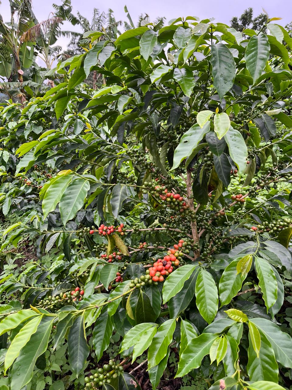 Colombia - La Soledad | Orange Bourbon Fermented Washed 2025 - Archived - 250g - Image 3