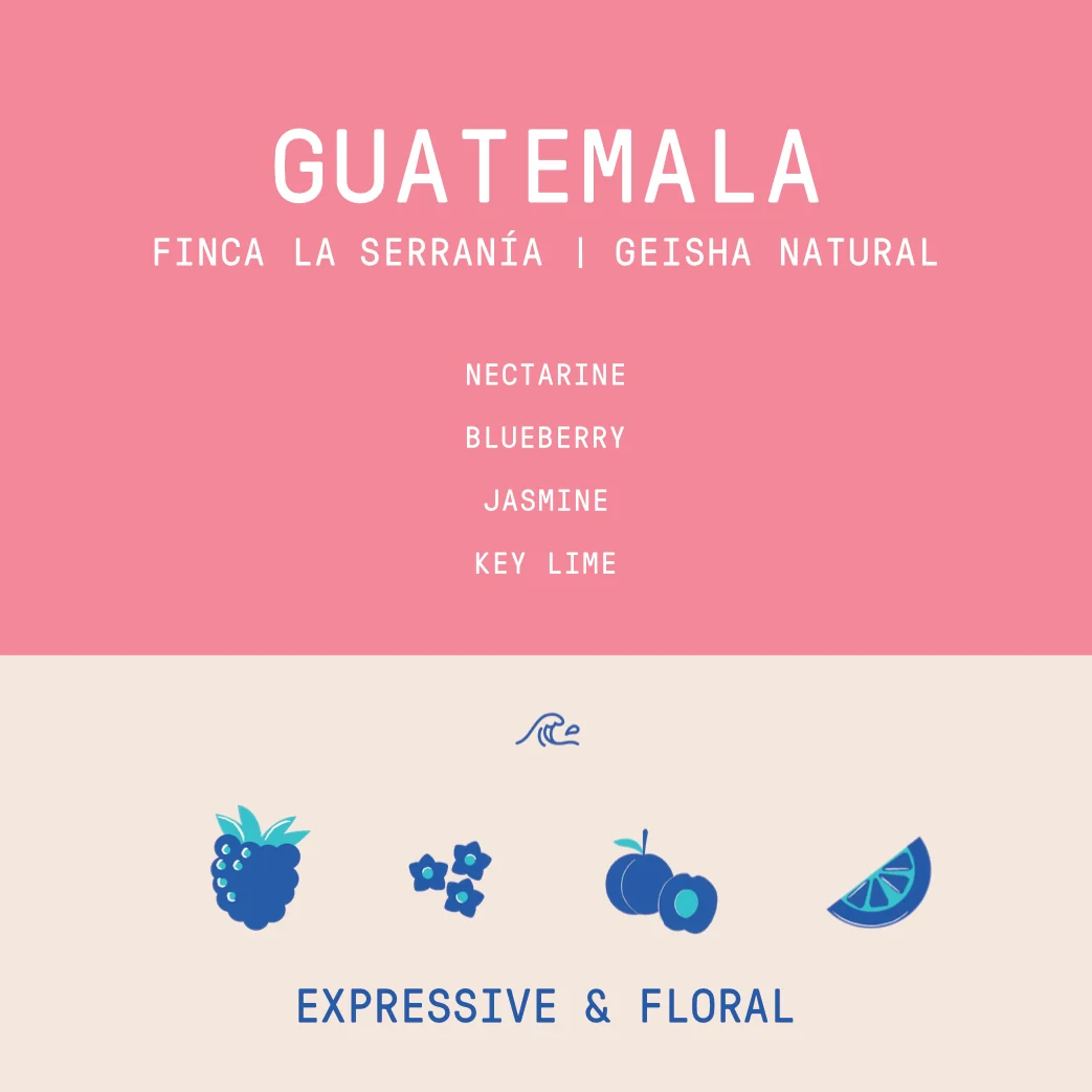 Guatemala - Finca La Serranía | Geisha Natural - 200g - Archived - Image 2