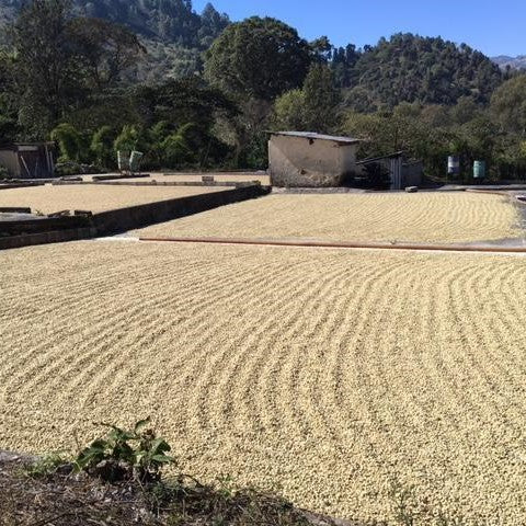 Monthly Coffee Subscriptions - Roaster's Choice - 6 Bags - Image 6